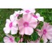 Флокс Phlox Rowie